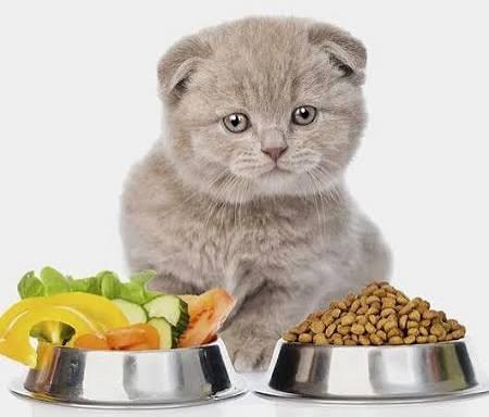 غذای حیوانات خانگی