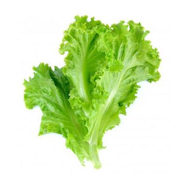 product-کاهو فرانسوی سبز بسته 500 گرم